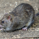 Illustration for article titled NYC unleashes new weapon in war on rats: buckets of alcohol